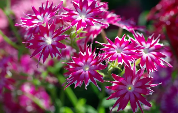 Summer, nature, beauty, plants, stars, many, flora, pink color