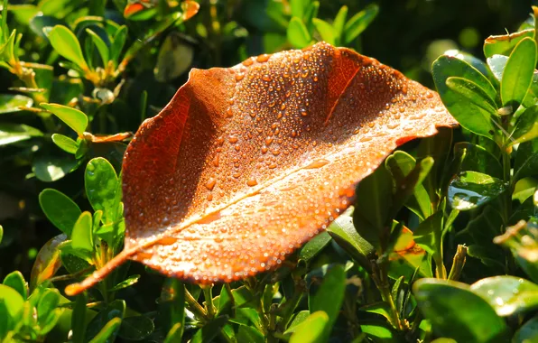 Autumn, drops, leaf, fall