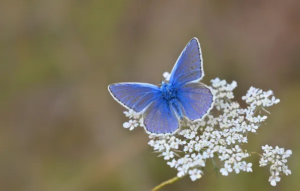 Flower, nature, butterfly, moth