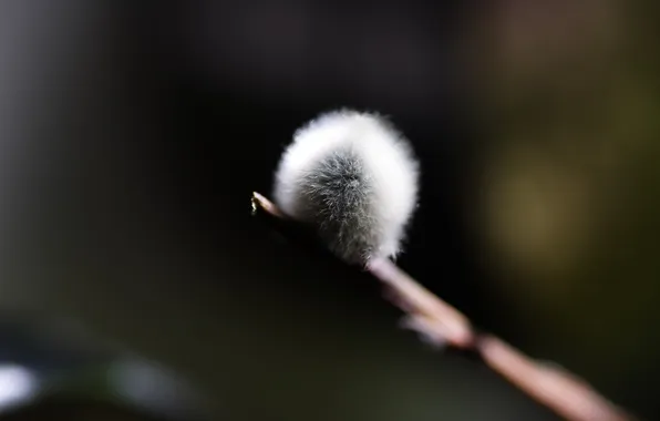 Macro, plant, spring, Verba