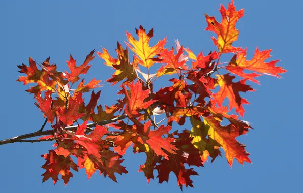 Autumn, the sky, leaves, branch, the crimson