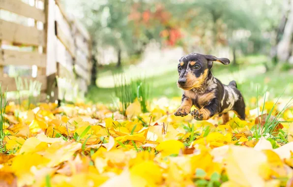 Autumn, look, each, dog