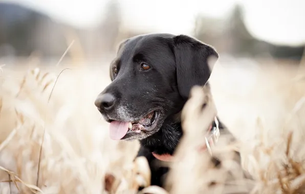 Look, background, dog