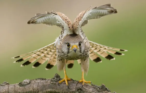 Picture nature, bird, wings, hawk