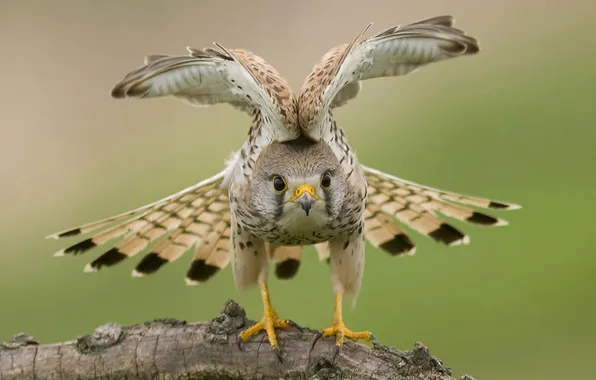 Nature, bird, wings, hawk