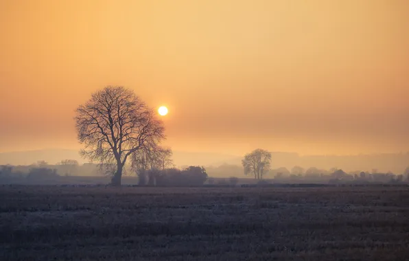 Sunset, fog, tree