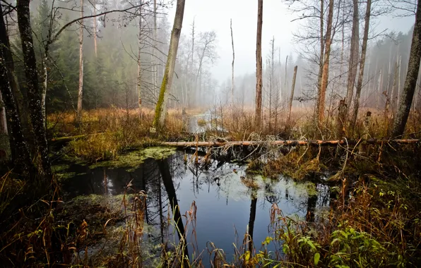Swamp, swamp, Belarus