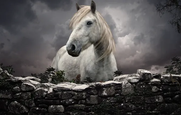 HORSE, MANE, WHITE, HEAD