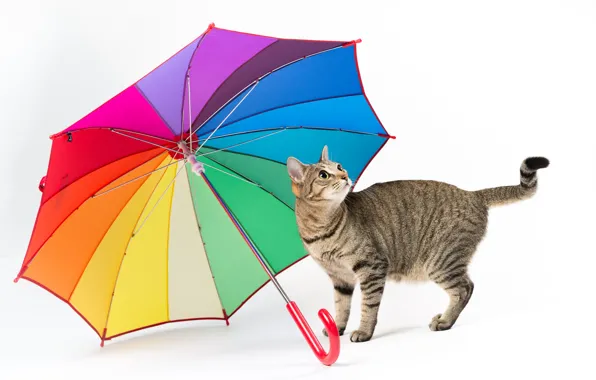 Picture cat, umbrella, white background