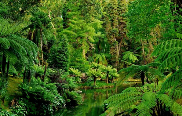 Water, trees, nature, pond, palm trees, plants, jungle, fern