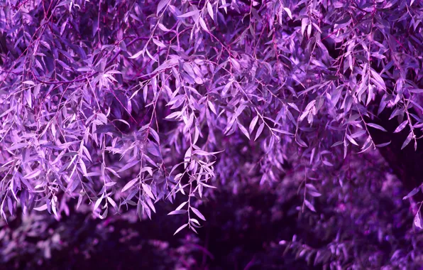 Purple, foliage, Tree