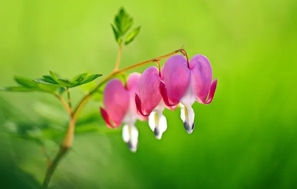Flowers, green background, broken heart, the bleeding heart