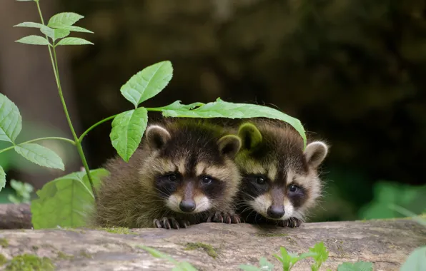 A couple, raccoons, faces, cubs, under the sheet