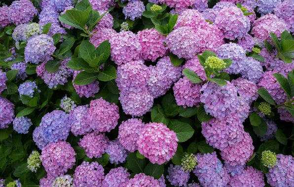 Picture flowers, Bush, hydrangea