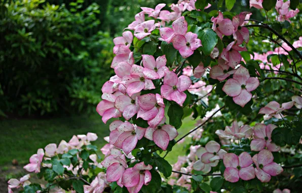 Pink, Bush, dogwood