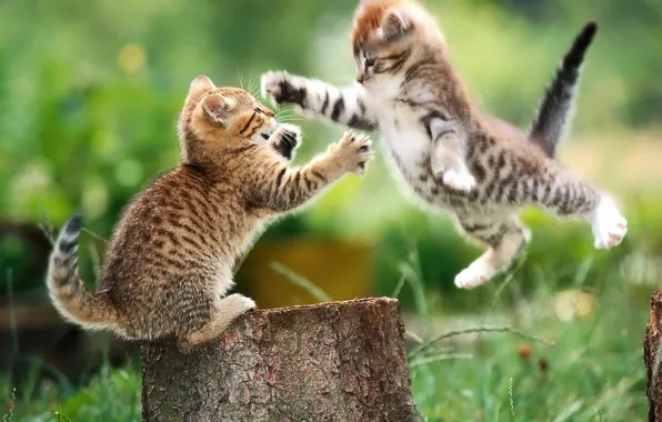 Kittens, fight, stump