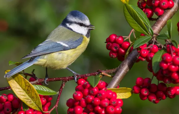 Berries, background, bird, branch, tit, blue tit