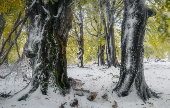 Autumn, forest, leaves, snow, trees, branches, nature, fog