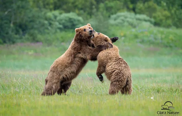 Fight, bears, Bruin