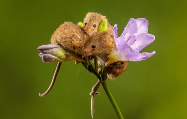 Flower, drops, pose, mouse, mouse, three, mouse, trio