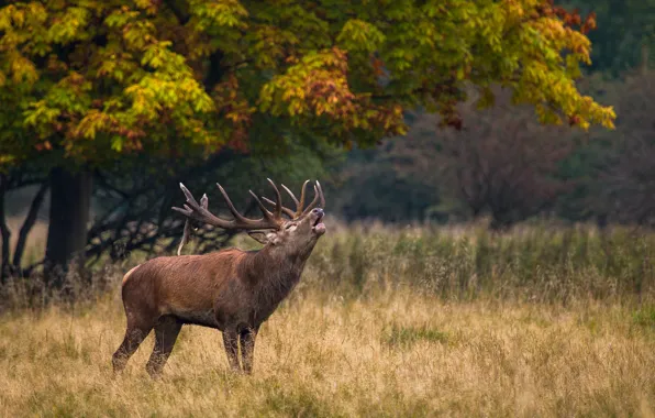 Nature, deer, horns, call, grass