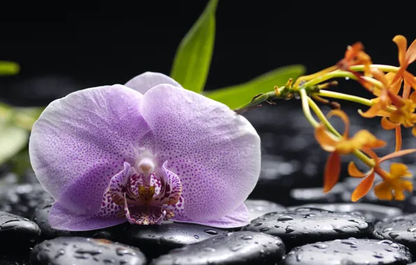 Picture water, drops, flowers, tenderness, beauty, petals, orchids, lilac