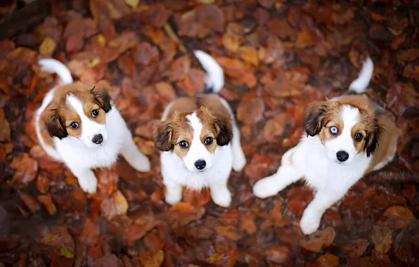 Autumn, dogs, look, nature, pose, foliage, puppies, trio