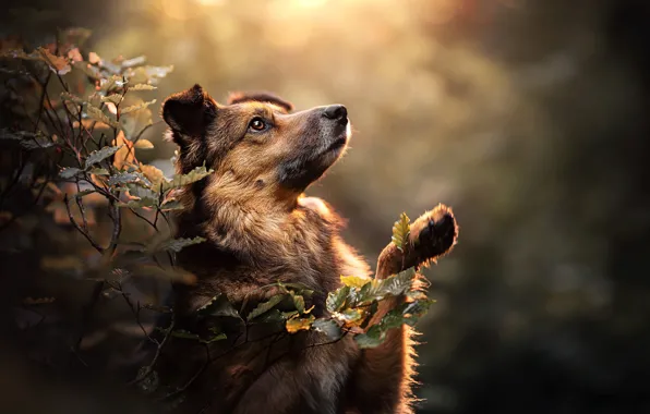 Picture leaves, branches, nature, pose, animal, dog, dog