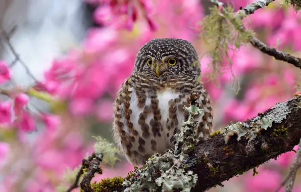Look, flowers, background, tree, pink, owl, bird, branch