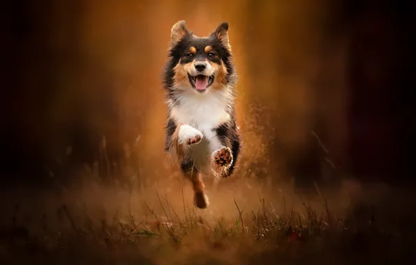 Each, dog, running