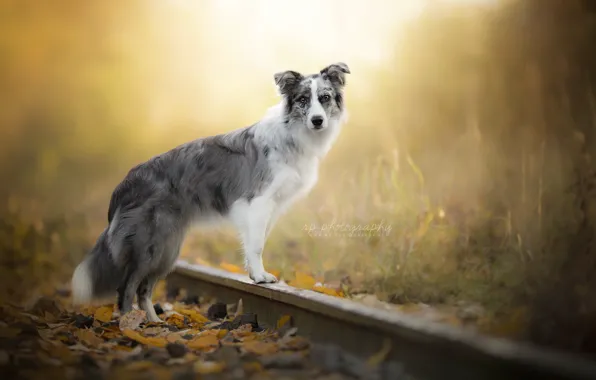 Each, dog, railroad