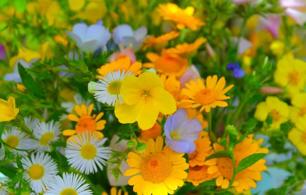 Flowers, Yellow flowers, Yellow flowers