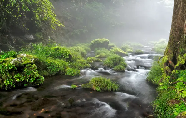 Fog, stones, for, river