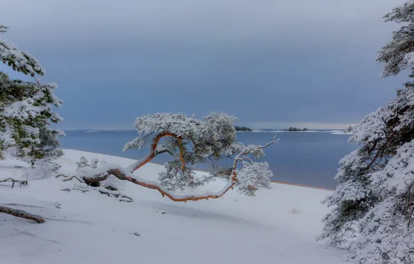 Winter, snow, trees, landscape, nature, lake, pine, Ladoga