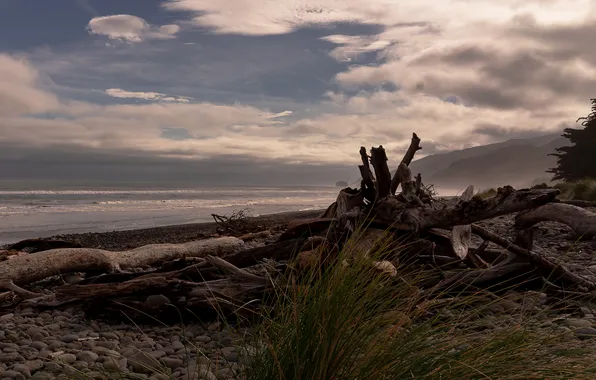 Sea, the sky, grass, clouds, branches, overcast, shore, surf
