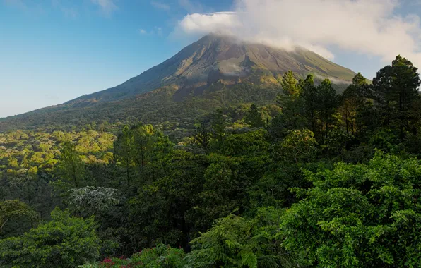 Forest, trees, clouds, mountain, volcano