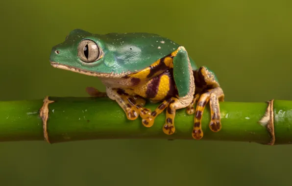 Macro, nature, model, frog, stem, beauty, green, green background