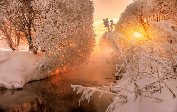 Picture winter, forest, the sky, the sun, light, snow, trees, sunset