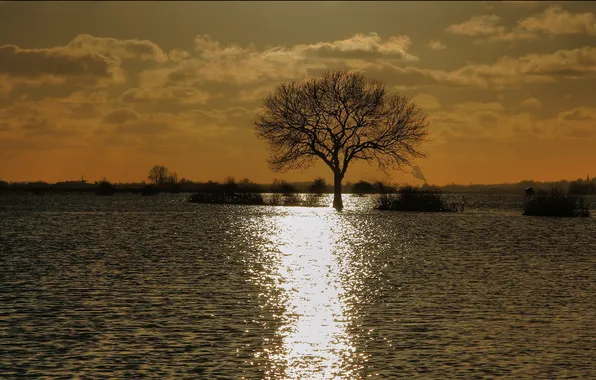 Water, sunset, nature, tree, the evening, the flood