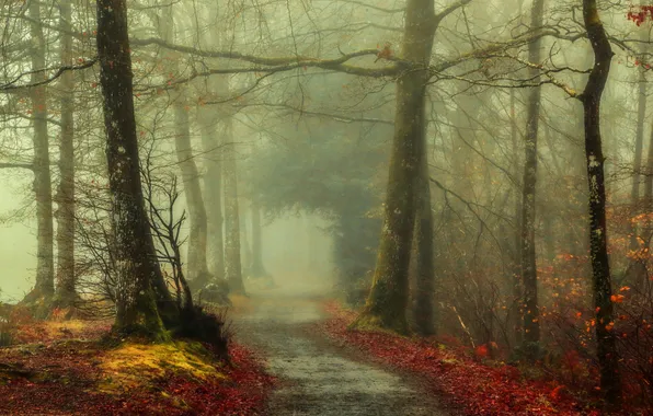 Picture autumn, forest, leaves, trees, fog, the way