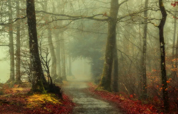 Autumn, forest, leaves, trees, fog, the way