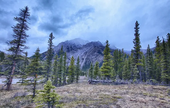 Forest, the sky, clouds, landscape, mountains