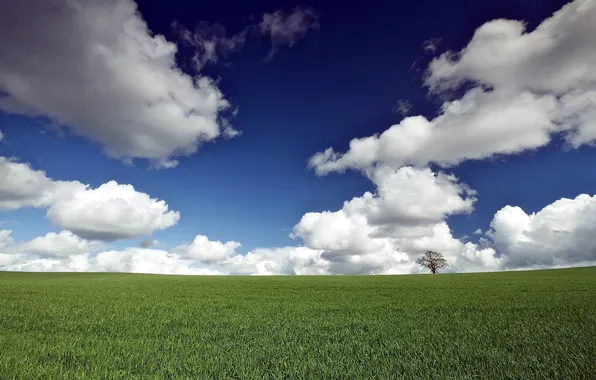 Field, the sky, trees, landscape