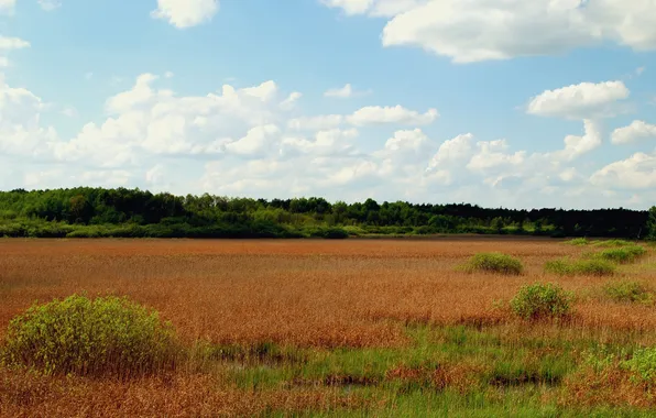 Field, grass, clouds, trees, nature, dry