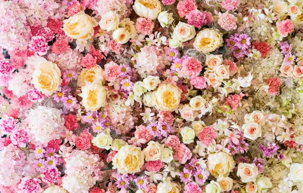 Flowers, background, roses, pink, buds, pink, flowers, roses