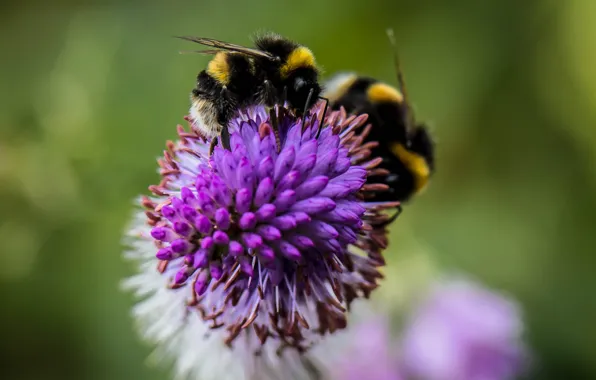 Picture flower, insect, bumblebee