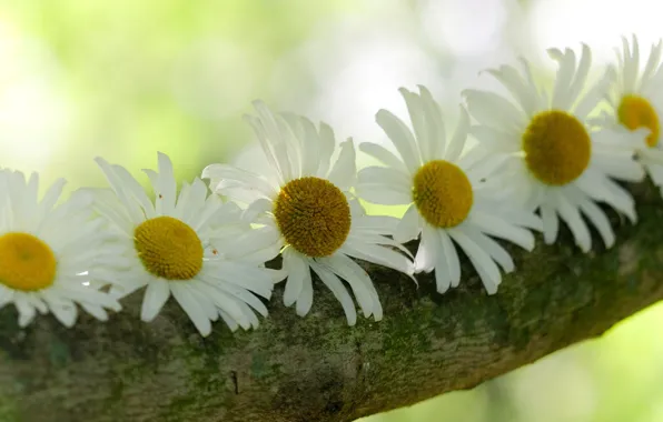 Picture flowers, background, tree, widescreen, Wallpaper, chamomile, blur, wallpaper