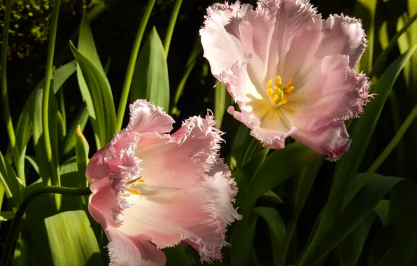 Grass, flowers, widescreen, Wallpaper, Tulip, spring, tulips, wallpaper