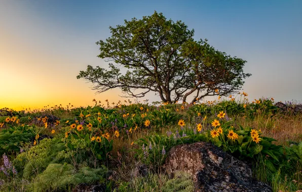 Field, the sun, light, flowers, tree, dawn, glade, stone