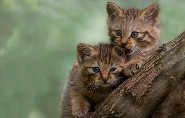 Pussies, bites, blurred background, the trunk of the tree, play, two kittens
